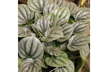 PEPEROMIA ANGULATA FOLIAGE INDOOR PLANT 12CM POT