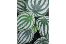 PLANT IND FOLIAGE HOMALOMENA CAMOUFLAGE 15CM