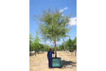 MONKEY THORN ACACIA GALPINII TREE PLANT 20L