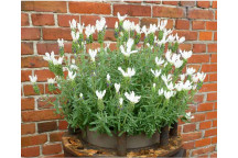 LAVANDULA STOECHAS \'ANOUK WHITE\' HERB PLANT 17CM POT