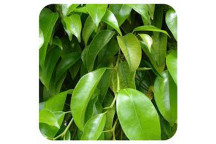 FOLIAGE FICUS BENJAMINA BUSH INDOOR PLANT 42CM