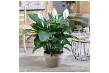 SPATHIPHYLLUM FLOWER INDOOR PLANT 19CM
