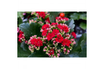 PLANT SUCCULENT CALANDIVA ELSE FLOWER 14CM