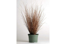 NEW ZEALAND HAIR/SEDGE CAREX RED ROOSTER GRASS PLANT