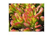 PLANT SUCCULENT CRASSULA PERFORATA 16CM H/B