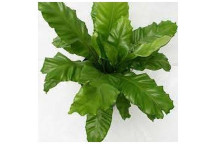 ASPLENIUM NIDUS FOLIAGE INDOOR PLANT POT 14-15CM