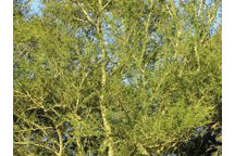PLANT TREE FEVER TREE ACACIA VACHELIA XANTHOPHOEA  10L