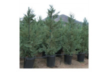 CUPRESSUS STRICTA CUPRESS TREE PLANT 19CM