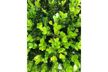 BUXUS FAULKNER BOXWOOD SHRUB 9L