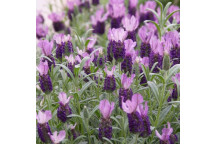 LAVENDER ANOUK PINK (LAVANDULA STOECHAS) HERB PLANT 21CM