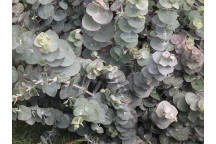 SILVER DOLLAR EUCALYPTUS CINEREA TREE 9L
