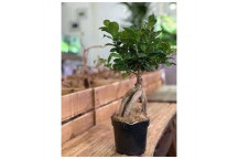 PLANT TREE BONSAI FICUS GINSENG S-TYPE IN HEX POT 140CM