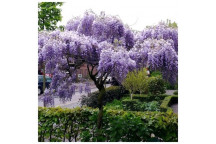 BLUE RAIN WISTERIA CLIMBER ASSORTED 9L