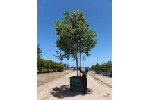 WATER PEAR TREE SYZIGIUM GUINEENSE 50L
