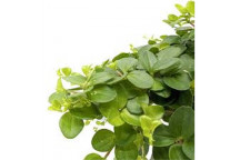 PEPEROMIA CAPERATA LUNE INDOOR FOLIAGE PLANT 15CM