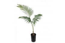 SOLITAIRE PALM (SEAFORTHIA ELEGANS) DOUBLE PALM PLANT 43L