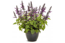 PLANT SHRUB SALVIA HEAT HERO PBR 17CM (BI)