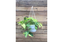 PHILODENDRON SCANDENS PLANT 14CM