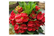 PLANT SUCCULENT EUPHORBIA TRIGONA RED 17CM