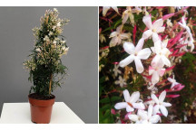PLANT CLIMBER DIPLADENIA DIAMANTINA JADE PINK 15CM