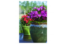 PLANT SHRUB AZALEA ENCORE CARNIVAL(PBR) 21CM