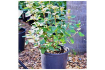 VIBURNUM TINUS LUCIDUM SHRUB PLANT 21CM