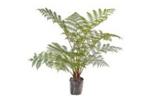 PLANT SHRUB AUSTRALIAN TREE FERN CYATHEA AUSRALIS 9L