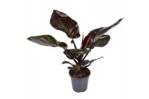 PLANT INDOOR FOLIAGE BAMBOO PALM (ARECA) 15CM