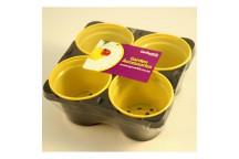 TRAY SEEDLING WITH ROUND POTS 4X9CM