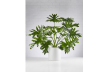 PHILODENDRON HOPE FOLIAGE INDOOR PLANT 9L