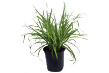 LOMANDRA LIME TUFF GRASS PLANT 17CM