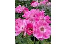 PLANT SHRUB ROSE BBURGANDY ICEBERG FLOR.(PBR) 19CM