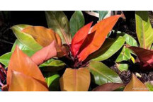 PLANT INDOOR FOLIAGE PHILODENDRON ROJO CONGO (PBR) 29MCI
