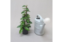 PLANT INDOOR FOLIAGE SCHEFFLERA ARBORICOLA VARIEGATA 14CM