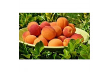 ASSORTED APRICOT FRUIT PLANT 10L