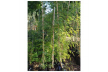 MONKEY THORN ACACIA GALPINII TREE PLANT 50L