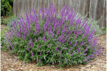 PLANT SHRUB SALVIA ROCKIN TRUE BLUE (PW) 17CM