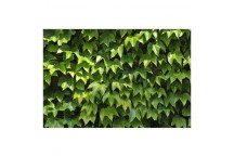 PARTHENOCISSUS TRICUSPIDATA BOSTON IVEY CLIMBER PLANT 17CM