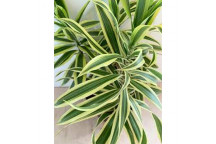 DRACAENA LEMON LIME FOLIAGE PLANT 14CM