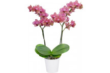 PHALAENOPSIS MIXED ORCHID 2 STEM FLOWER INDOOR PLANT 12CM