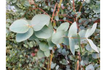 PLANT TREE EUCALYPTUS CINEREA 22CM (STAKED)