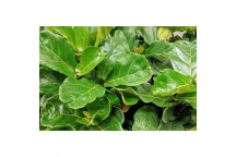 FOLIAGE CALATHEA ASSORTED INDOOR PLANT 16.5CM