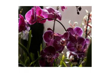 PHALAENOPSIS ORCHID 1 STEM MIXED PLANT 12CM
