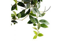 PLANT INDOOR FOLIAGE PEPEROMIA PROSTRATA (STRING OF TURTLES) 12CM