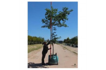 CHINESE HACKBERRY TREE CELTIS SINENSIS 20L
