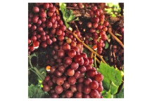 ASSORTED GRAPE FRUIT PLANT 10L