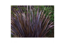 PLANT SHRUB PHORMIUM TENAX RUBRUM 17MCI EX MALAN