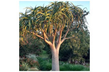 ALOE BAINSII SUCCULENT TREE PLANT 10L POT