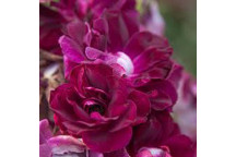 PLANT SHRUB FLORIBUNDA ROSE SIMPLICITY PINK ICEBERG 19CM