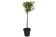 FICUS MOCLAME BRAIDED INDOOR FOLIAGE PLANT 30CM